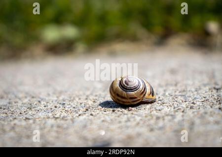 Snail on concrete surface with spiral shell and pebbles - green grass in blurred background - low angle Stock Photo