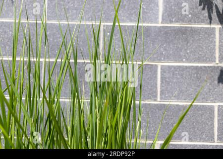 Green grass blades close up - gray brick wall background Stock Photo