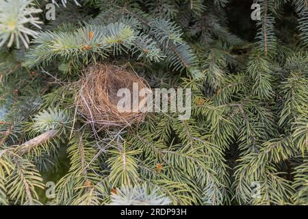 Empty bird’s nest in coniferous tree - close-up view of dry twigs and grasses - no eggs or baby birds - green needles in background - taken from above Stock Photo