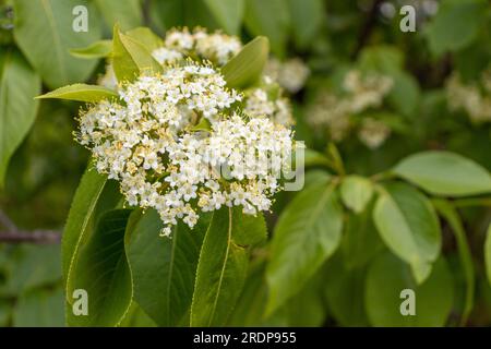 Cluster of white flowers with yellow centers on green bush - blurred background, peaceful and natural mood Stock Photo