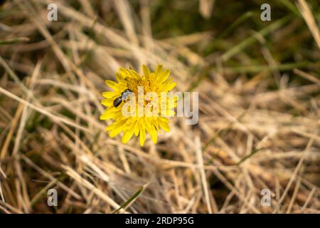 Yellow dandelion flower with black insect on petal and dry grass background Stock Photo