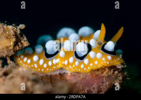 Ocellate Phyllidia Nudibranch, Phyllidia ocellata, Totoi dive site, Bunaken, Manado, Sulawesi, Indonesia Stock Photo