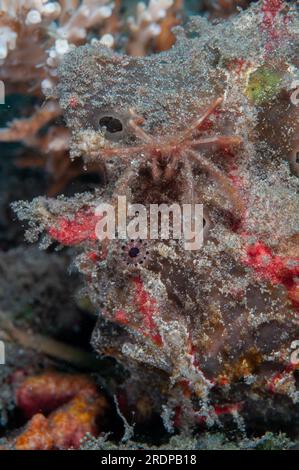 Orangutan Crab, Oncinopus sp, climbing on Painted Frogfish, Antennarius pictus, Joleha dive site, Lembeh Straits, Sulawesi, Indonesia Stock Photo