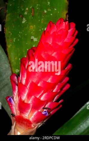 Bromeliad Quesnelia testudo Flower Head, cultivated, Malanda, Australia. Stock Photo