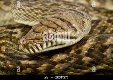 Scrub python (Simalia amethistina) Stock Photo