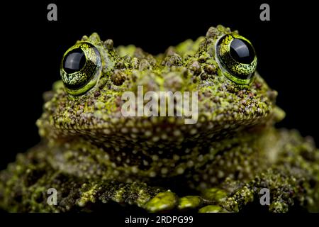 Vietnamese mossy frog (Theloderma corticale) Stock Photo