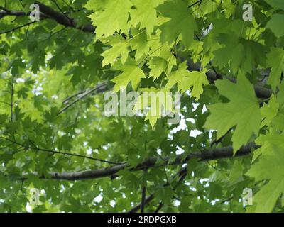 Acer × freemanii, Freeman maple or Freeman's maple. Scientific name: Acer freemanii. Family: Sapindaceae. Order: Sapindales. Kingdom: Plantae. Stock Photo