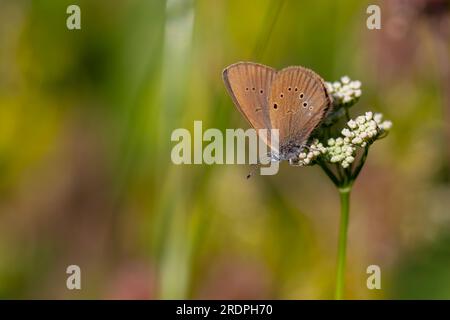 brown butterfly on white flower, Dusky Large Blue, Phengaris nausithous Stock Photo