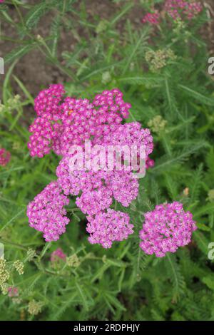 Closeup of the flowering herbaceous perennial garden plant with finely cut green foliage of achillea millefolium cerise queen or Yarrow. Stock Photo