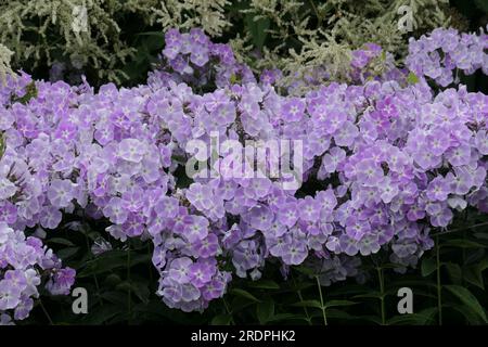 Closeup of the violet flowering herbaceous perennial garden plant phlox paniculata violetta gloriosa. Stock Photo