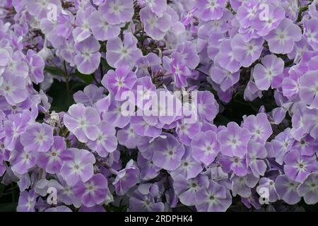 Closeup of the violet flowering herbaceous perennial garden plant phlox paniculata violetta gloriosa filling the frame as wallpaper. Stock Photo