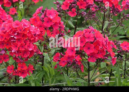 Closeup of the red flowering flower heads of the herbaceous perennial garden plant phlox paniculata starfire filling the frame. Stock Photo