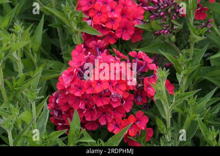 Closeup of the red flowering flower heads of the herbaceous perennial garden plant phlox paniculata starfire. Stock Photo
