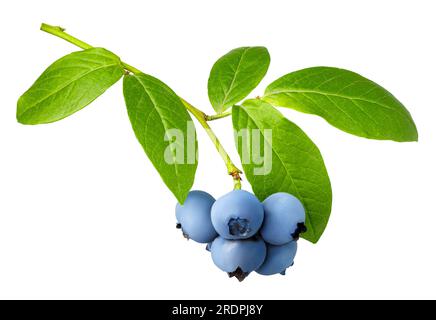 branch of ripe blueberries isolated on white background Stock Photo