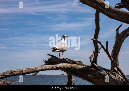 Gommon gull, Larus canus, perching on a weathered snag tree in Pihlajasaari island, Helsinki, Finland Stock Photo