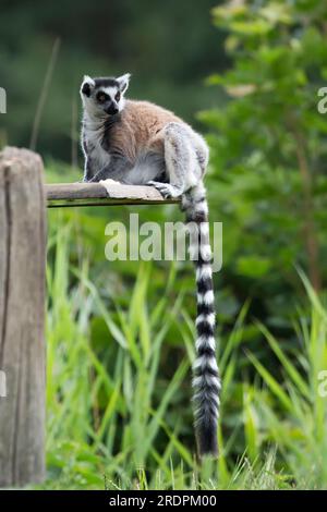 Ring-tailed lemur a portrait in the wild Stock Photo