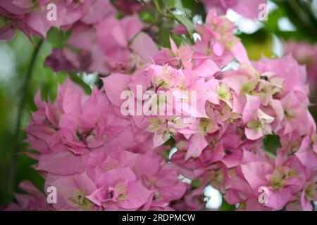 Bougainvillea 'Hugh Evans' (Bougainvillea glabra) cultivar with Persian pink bracts : (pix Sanjiv Shukla) Stock Photo