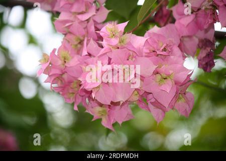 Bougainvillea 'Hugh Evans' (Bougainvillea glabra) cultivar with Persian pink bracts : (pix Sanjiv Shukla) Stock Photo