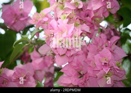 Bougainvillea 'Hugh Evans' (Bougainvillea glabra) cultivar with Persian pink bracts : (pix Sanjiv Shukla) Stock Photo