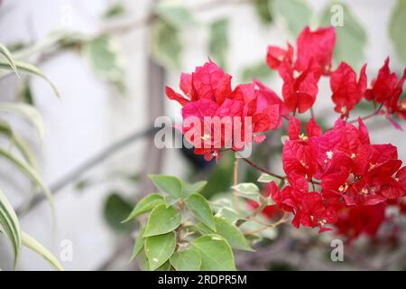 Bougainvillea 'James Walker' (Bougainvillea glabra) cultivar with Crayola Red bracts : (pix Sanjiv Shukla) Stock Photo