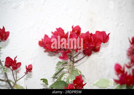 Bougainvillea 'James Walker' (Bougainvillea glabra) cultivar with Crayola Red bracts : (pix Sanjiv Shukla) Stock Photo