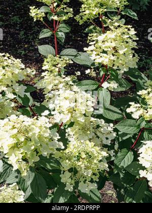 Hydrangea paniculata flower Wims Red Stock Photo - Alamy