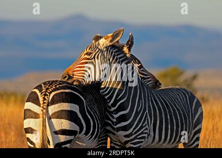 Close-up of Cape mountain zebras (Equus zebra) at sunset, Mountain Zebra National Park, South Africa Stock Photo