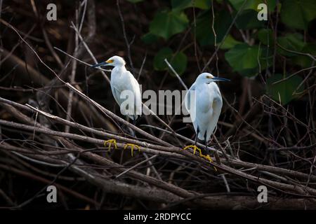 Snowy Egrets, Egretta thula, in the mangrove forest at Coiba national park, Pacific ocean, Veraguas province, Republic of Panama, Central America. Stock Photo