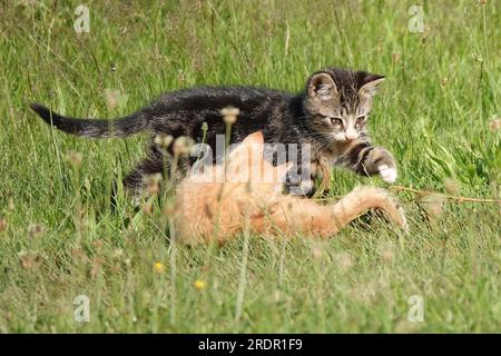 Striped kittens playing in the grass. The female youth slaps her brother's tail. Stock Photo