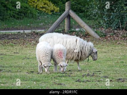 Twin lambs graze synchronously. Their mother stands behind them. The breed is Landrace of Bentheim. Stock Photo