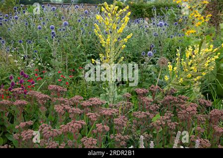 The Gravel Garden by garden designer Tom Massey supported by Sarah Mead, at Yeo Valley's The Organic Garden, in Blagdon, Somerset Stock Photo