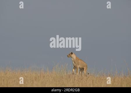 Lioness watching out standing on a rock inside Savannah grass in Masai Mara in Kenya, Africa Stock Photo
