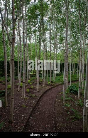 Birch Grove at Yeo Valley's The Organic Gardens in Blagdon Somerset Stock Photo