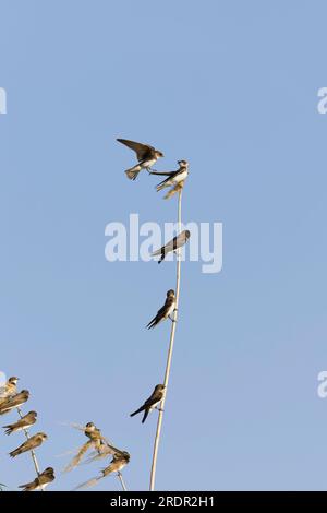Sand martin Riparia riparia, adult flock perched on reed, Toledo, Spain, July Stock Photo