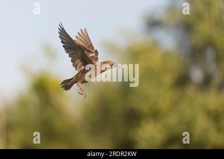 Spotless starling Sturnus unicolor, juvenile flying, Toledo, Spain, July Stock Photo