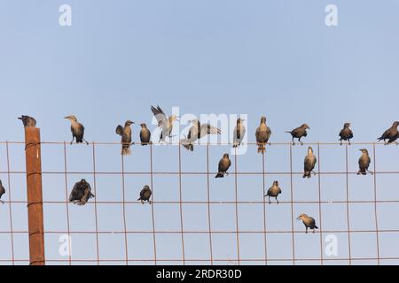 Spotless starling Sturnus unicolor, juvenile flock perched on fence, Toledo, Spain, July Stock Photo