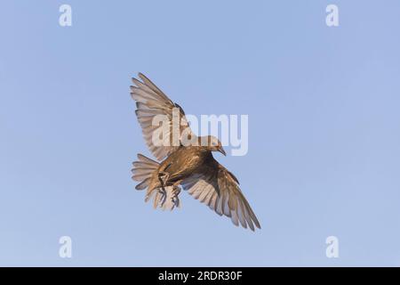 Spotless starling Sturnus unicolor, juvenile flying, Toledo, Spain, July Stock Photo