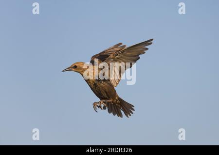 Spotless starling Sturnus unicolor, juvenile flying, Toledo, Spain, July Stock Photo