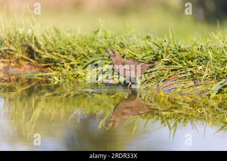 Spotless starling Sturnus unicolor, juvenile drinking, Toledo, Spain, July Stock Photo