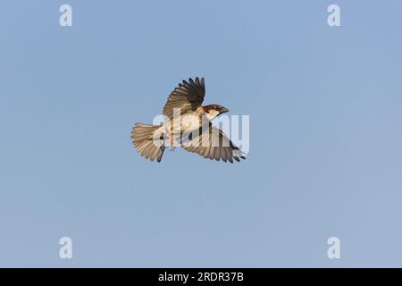 House sparrow Passer domesticus, adult male flying, Toledo, Spain, July Stock Photo