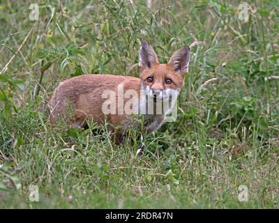 Red fox standing Stock Photo