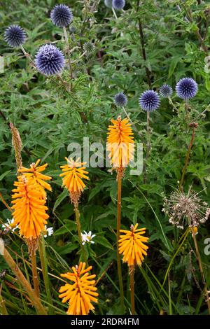 The Gravel Garden by garden designer Tom Massey supported by Sarah Mead, at Yeo Valley's The Organic Garden, in Blagdon, Somerset Stock Photo