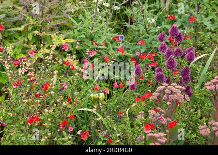 The Gravel Garden by garden designer Tom Massey supported by Sarah Mead, at Yeo Valley's The Organic Garden, in Blagdon, Somerset Stock Photo