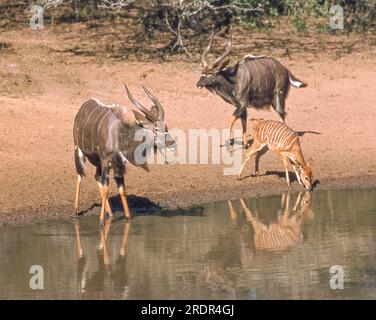 Two male nyala (Tragelaphus angasii), together with a young nyala, drinking in uMkhuze Game Reserve in northern Zululand in the KwaZulu-Natal province Stock Photo