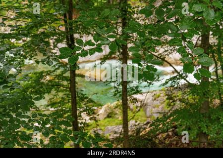 summer tiem in austria Stock Photo