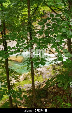 summer tiem in austria Stock Photo