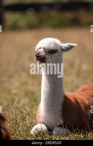 What a great alpaca, cute little animal Photographed in Hungary, baby alpaca Stock Photo