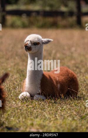 What a great alpaca, cute little animal Photographed in Hungary, baby alpaca Stock Photo