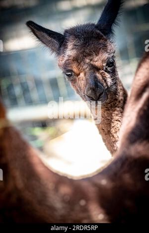 What a great alpaca, cute little animal Photographed in Hungary, baby alpaca Stock Photo