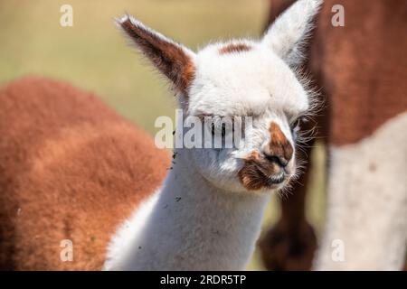 What a great alpaca, cute little animal Photographed in Hungary, baby alpaca Stock Photo